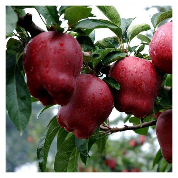 智慧果是什么水果