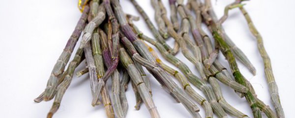 新鲜的石斛怎么保存方法