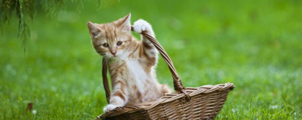 听见猫叫什么预兆