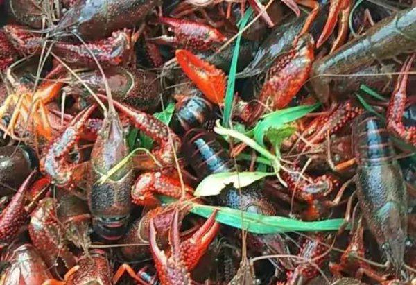 养龙虾需要什么条件和技术