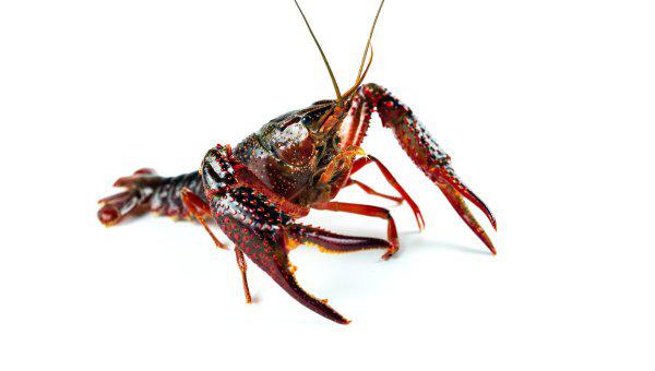 养龙虾需要什么条件和技术