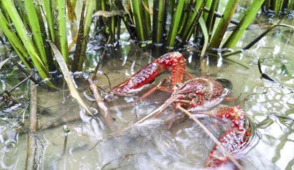 养龙虾需要什么条件和技术