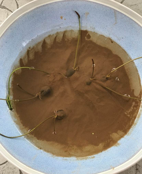 碱性土壤如何改良成酸性土壤