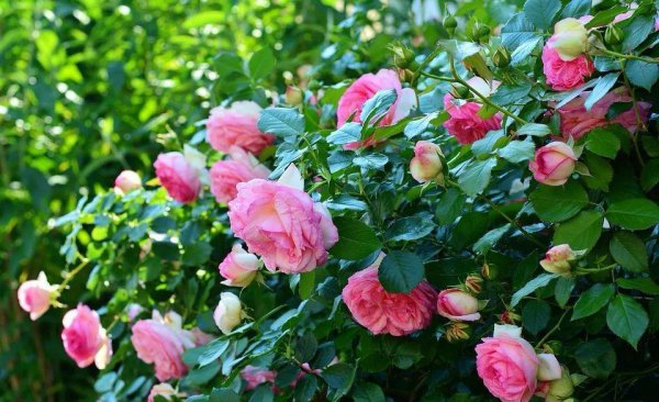 婚外情一般最多几年