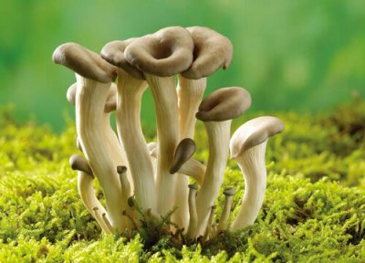 蘑菇怎么繁殖后代 繁殖方式与方法