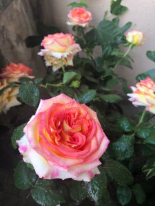 阿班斯月季的优缺点 灌木月季阿班斯长多高 勤花性好