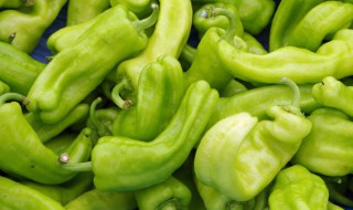 青椒怎么挑新鲜 青椒挑选新鲜的有什么技巧