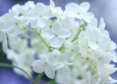 绣球花什么时候开花 一年开几次花