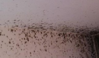 家里墙壁发霉怎么清洁 家里墙壁发霉如何清洁