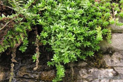 垂盆草又名什么草 垂盆草是什么植物 别名叫什么