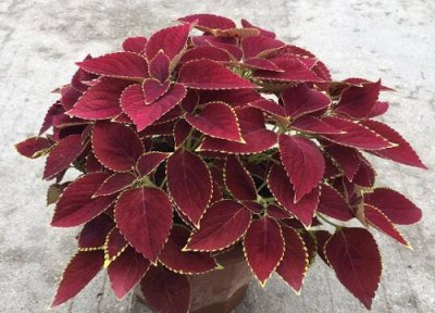 彩叶草耐寒 彩叶草怎么过冬天