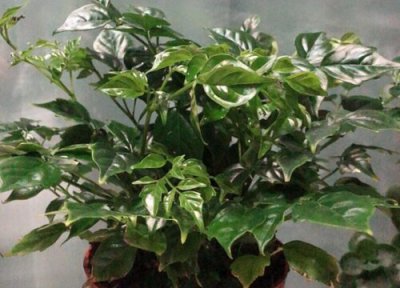 盆景换盆时间 盆景什么时候换盆合适