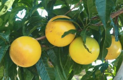 黄晶果特点 黄晶果的功效与作用