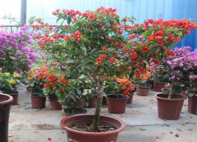 三角梅如何扦插 三角梅扦插苗怎么移栽枝繁叶茂