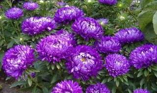 翠菊的种植方法与注意事项 翠菊如何种植