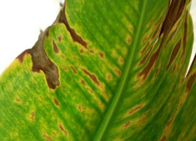 鹤望兰黄叶是怎么回事 叶子发黄原因及救治方法