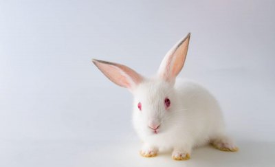 小白兔吃的食物有哪些 家里养的小兔子吃什么食材为主