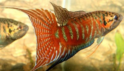 斗鱼怎么分公母最简单 中国斗鱼应该如何配种和养殖