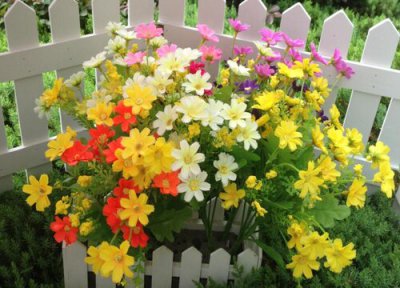 跳兰菊的花语是什么 介绍跳兰菊开花代表什么意思