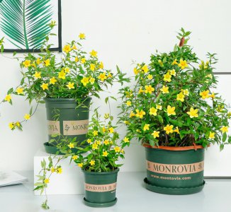 马醉木室内有毒吗 家里养的8种植物虽美观但有毒素