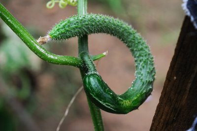 黄瓜弯曲是什么原因造成的 种植黄瓜弯曲状原因及解决方