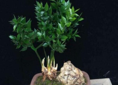 瓜子松开花吗 瓜子松盆景如何养护才能轻松开出花朵来