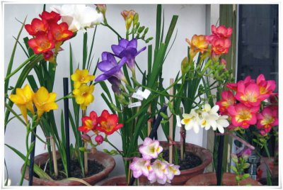 香雪兰花期过后怎么养护 香雪兰开过花花败后怎样处理