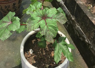 黄秋葵怎么种植 种植时间和管理方法