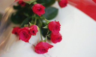 玫瑰怎么保鲜时间最长 玫瑰花保鲜长久的方法有哪些