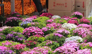 冬天室内养花放什么好养 冬天室内放哪些花好养