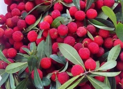 上虞杨梅成熟时间 上虞杨梅什么时候成熟