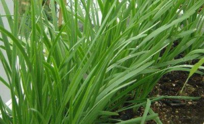 韭菜栽种后需要注意什么 韭菜的种植方法和注意事项