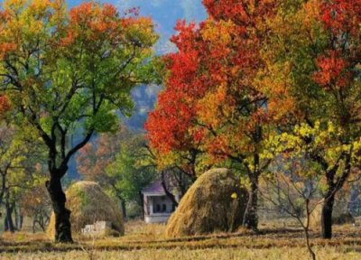 乌桕树有什么作用 有哪些功效作用与药用价值