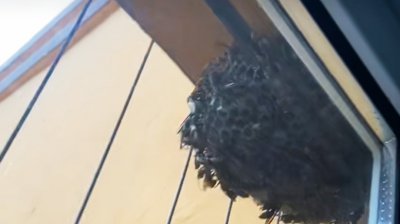 家里有马蜂窝怎么处理 小马蜂窝怎么解决才最安全