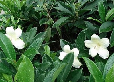 茉莉花刚栽上用浇水吗 盆栽茉莉花哪些情况下不能马上浇水