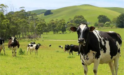 纯牛奶排名最好的牌子 好喝有营养的8款纯牛奶