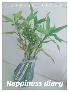 富贵竹怎么才能快速生根 学会这5步富贵竹才能更旺盛