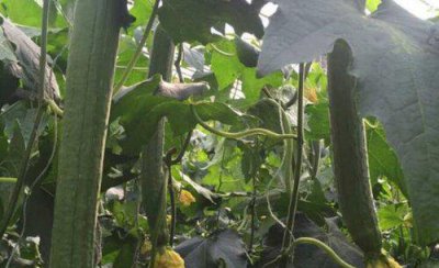 丝瓜怎样种植管理高产 丝瓜露地丰产栽培和管理要点