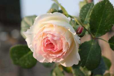 粉龙藤本月季优缺点 爬藤粉龙月季有香味刺很少抗病性强