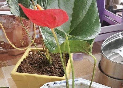 红掌在秋天如何复花 红掌如何养才出红花