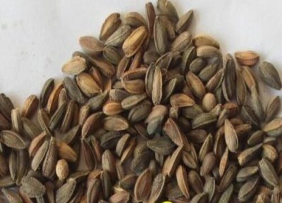 非洲菊种子播种时间 非洲菊种子什么时候播种最好