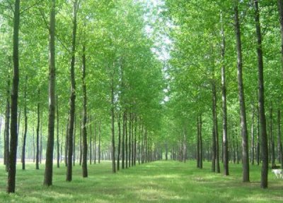 鬼拍手是什么树 为什么叫鬼拍手