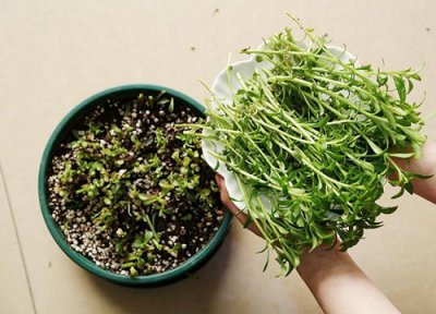 养心菜种植时间 养心菜种植时间和方法