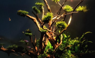 鱼缸养鱼前最简单的养水方法 新手必看鱼缸开缸养水方法