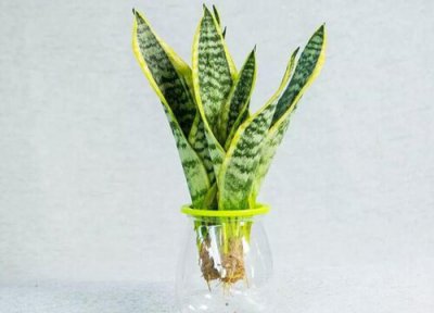 虎皮兰嫩芽能扦插吗 怎样给虎皮兰扦插才能爆侧芽更快
