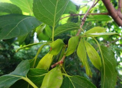 杜仲产地在什么地方 产地是哪里