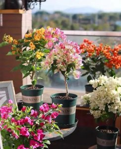 三角梅最勤花品种排行榜 6种开花勤又好养的三角梅