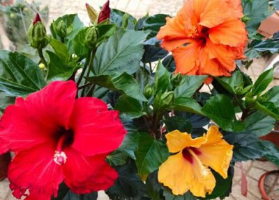 扶桑花是否怕冻 扶桑花冬天怎么养护