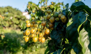 水果店内如何保鲜储存呢 水果店怎样储存保鲜水果