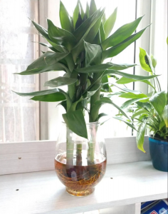 富贵竹一般一瓶插几支风水好 家里富贵竹养几根最好